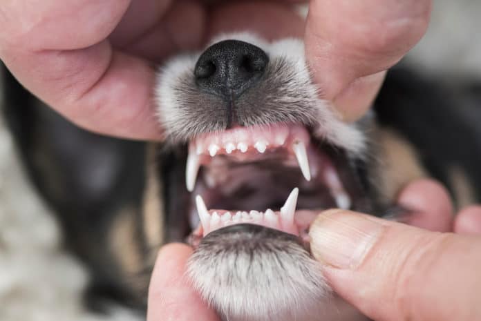 Puppy teeth