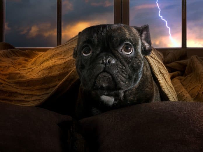 dog scared of thunder
