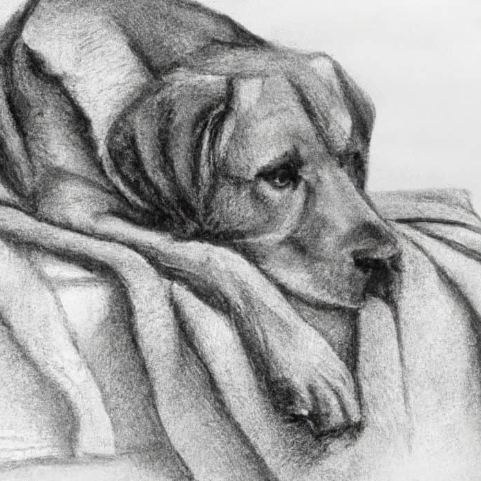 Worried Labrador resting on a cozy blanket.