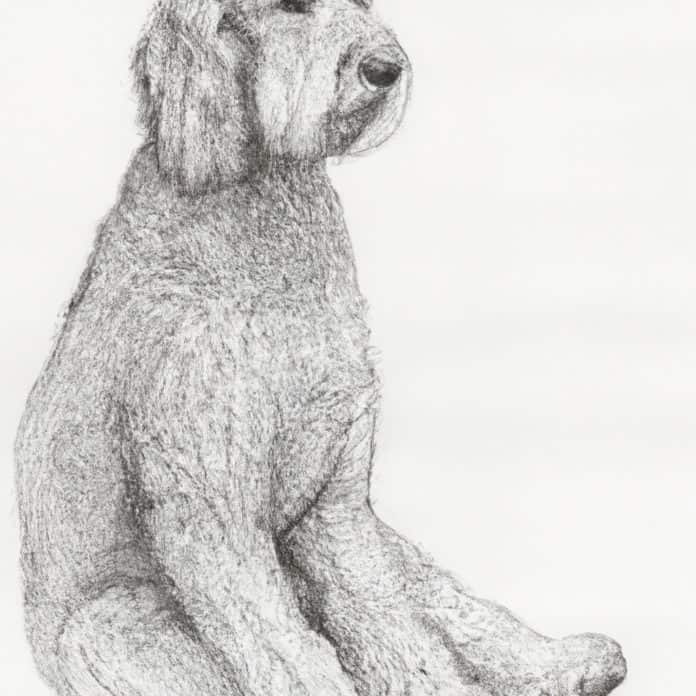 Goldendoodle sitting calmly with visible hind leg.
