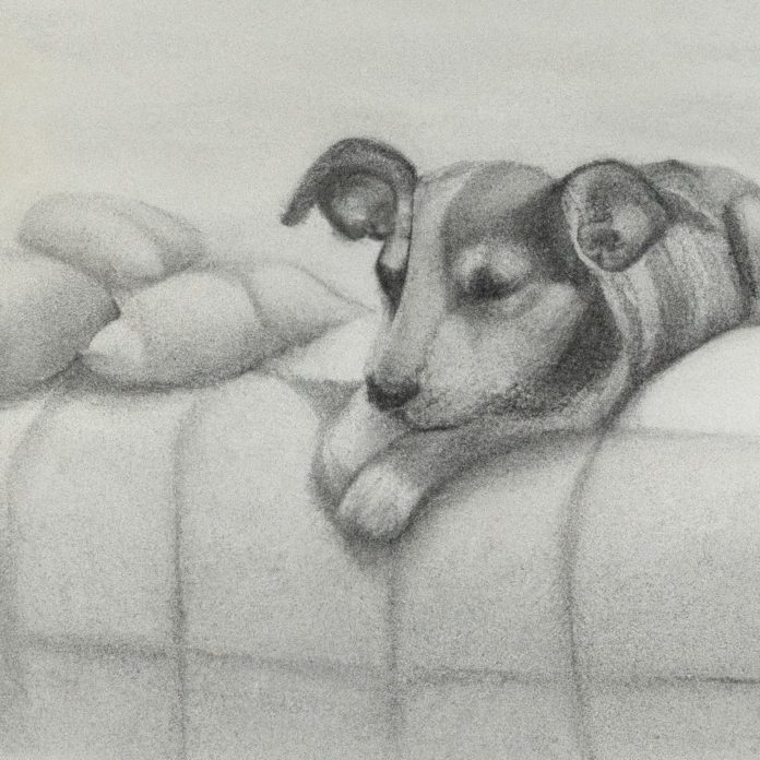Small dog resting peacefully with a comforting surrounding.