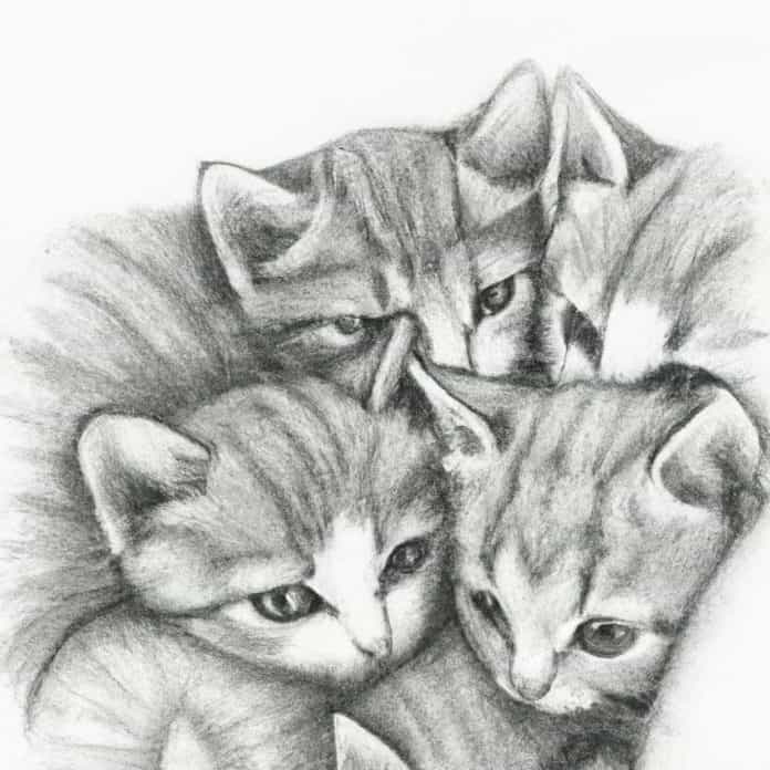 sad kittens huddled together