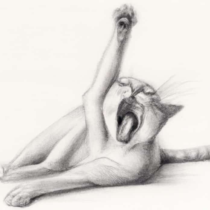 Cat stretching and yawning at night.