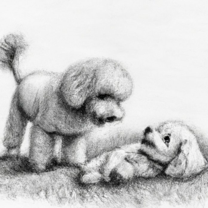 Toy Poodle and Bichon puppy happily playing in a grassy area.
