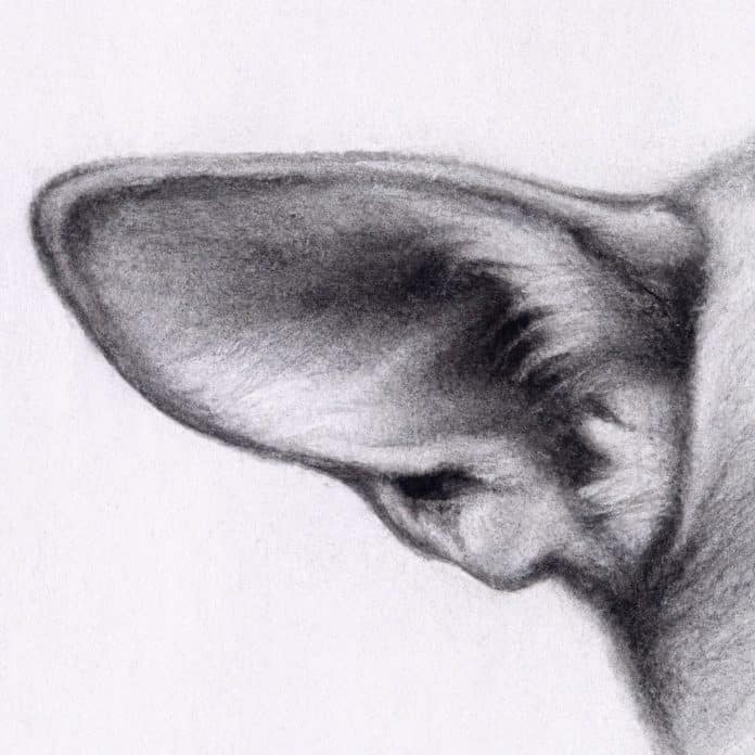 A dog's ear close up showing a small lump