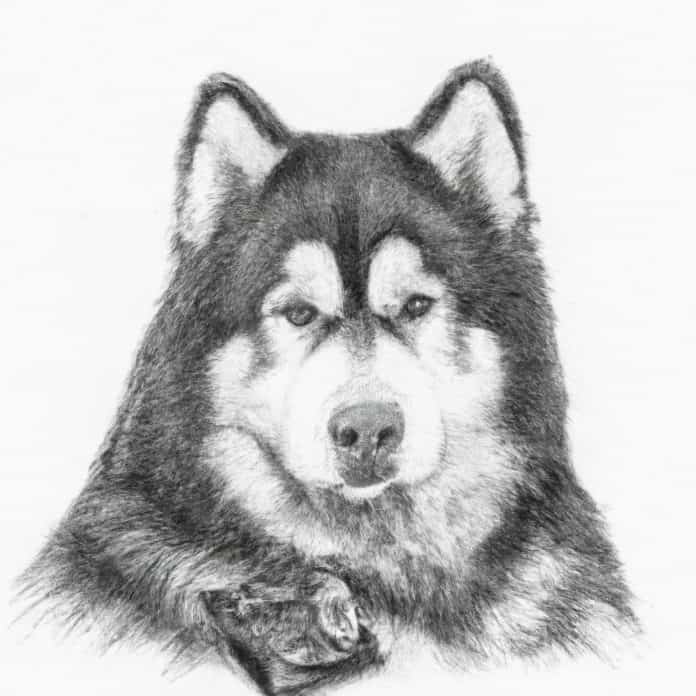 Alaskan Malamute with chocolate wrappers around it.