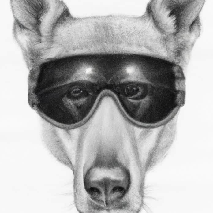Dog wearing protective eye gear.