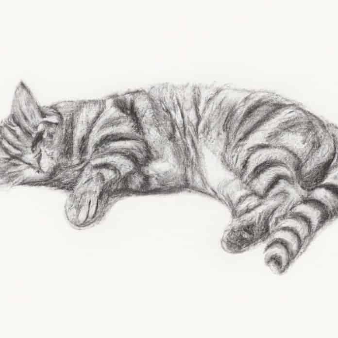 Tabby cat lying down and relaxing.