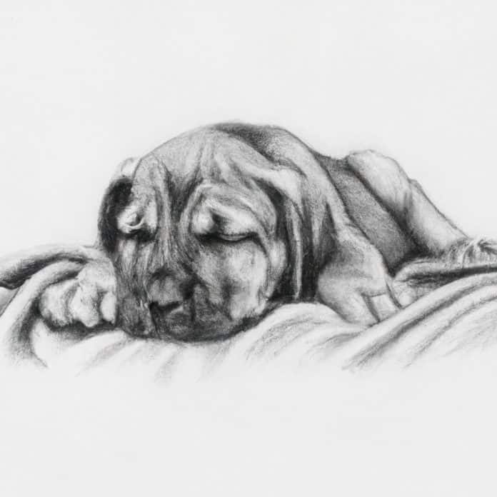 Mastiff puppy resting on a soft blanket.