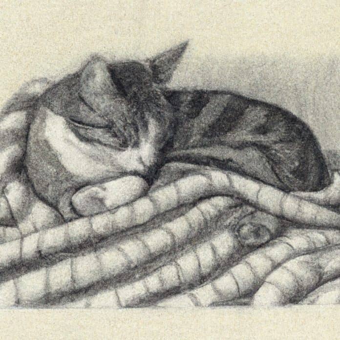 cat peacefully resting on a cozy blanket