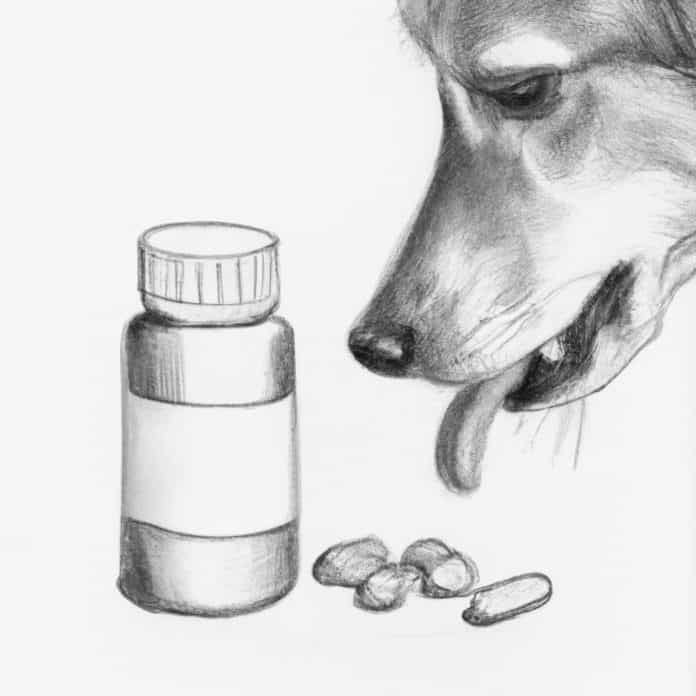 Dog examining a bottle of Tylenol.