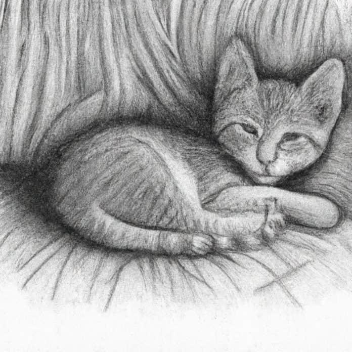 Kitten comfortably resting in a cozy spot.