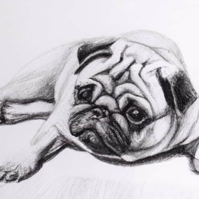 Pug lying down with a concerned expression.