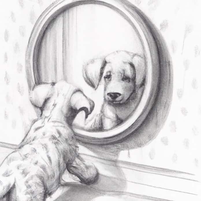 Puppy examining its reflection in a mirror.