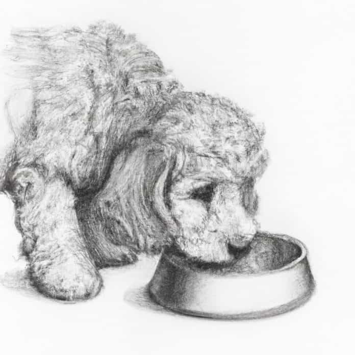 Labradoodle puppy eating from a bowl.