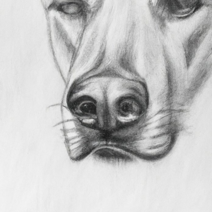 Dog with a close-up of its nose.