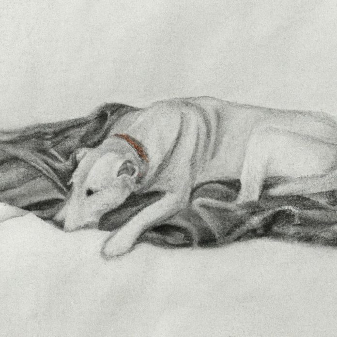 A dog laying peacefully on a blanket.