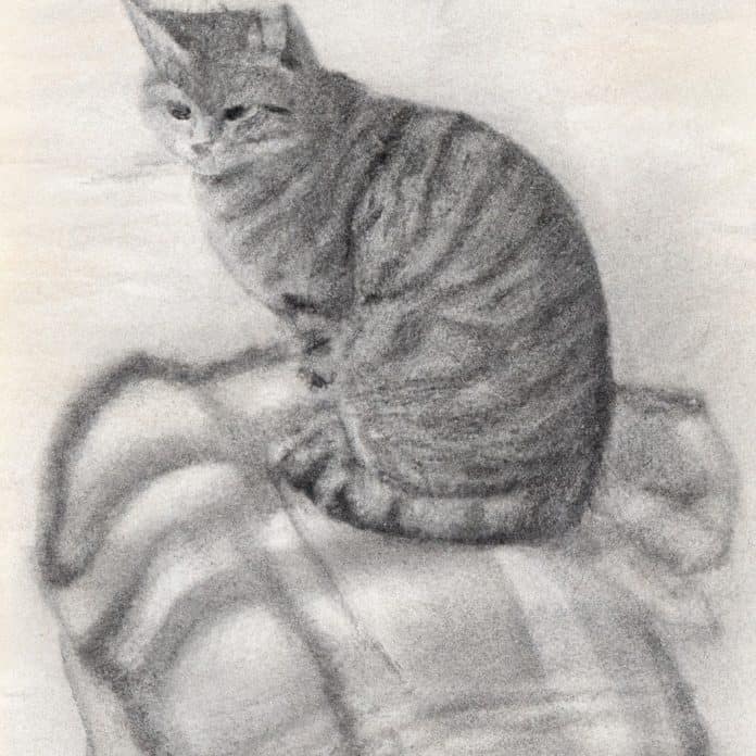 concerned cat sitting on a soft blanket.