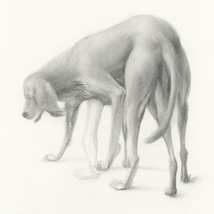 Dog examining a lump on its hindquarter.