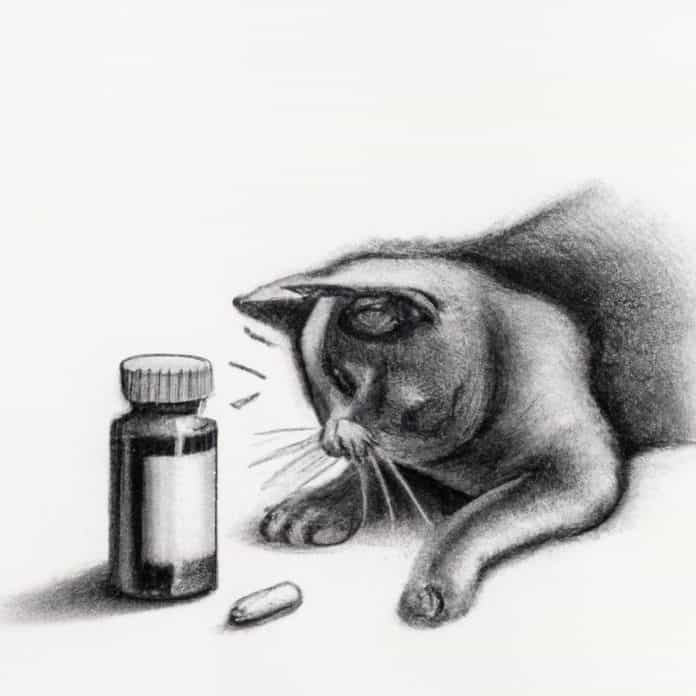 cat curiously observing a bottle of flea medicine.
