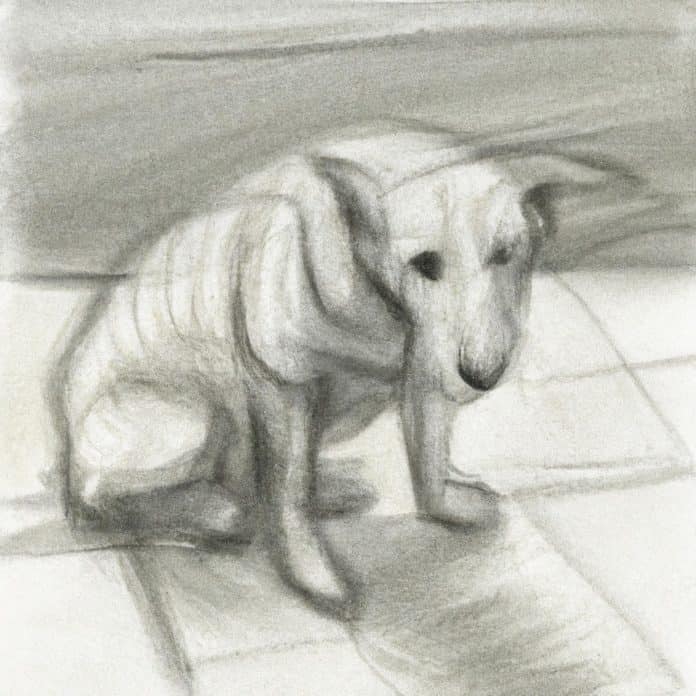 anxious dog sitting on sidewalk