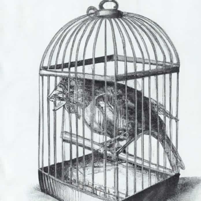 a distressed bird in its cage
