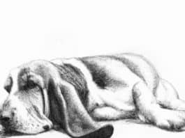 Basset Hound lying down