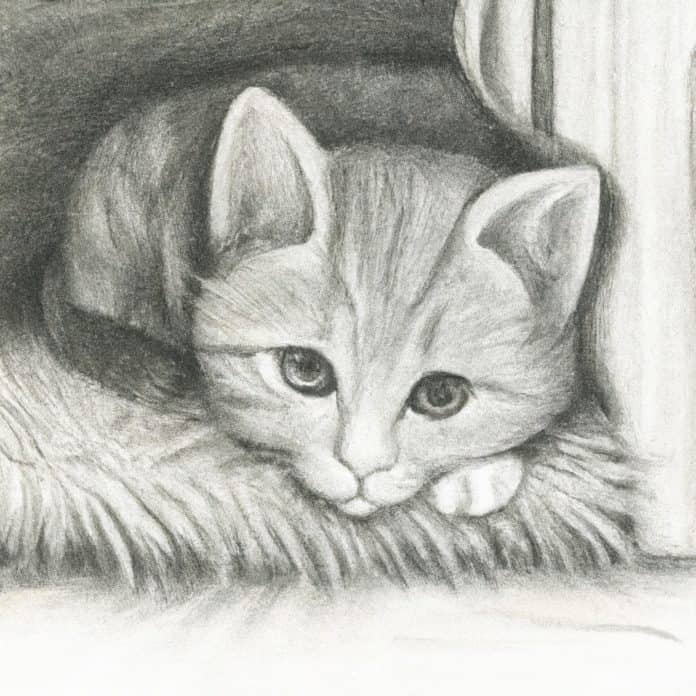 worried kitten in a cozy and safe environment