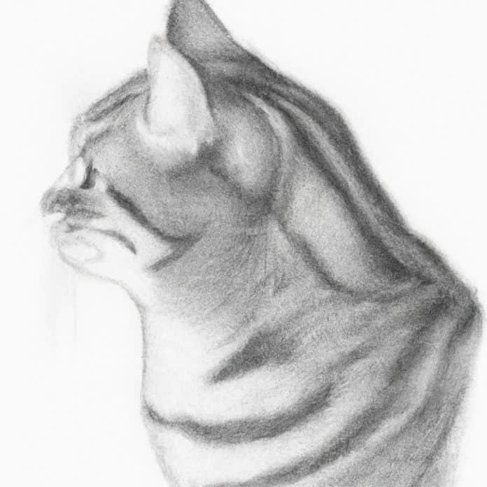 Cat with a healthy and clean neck area.