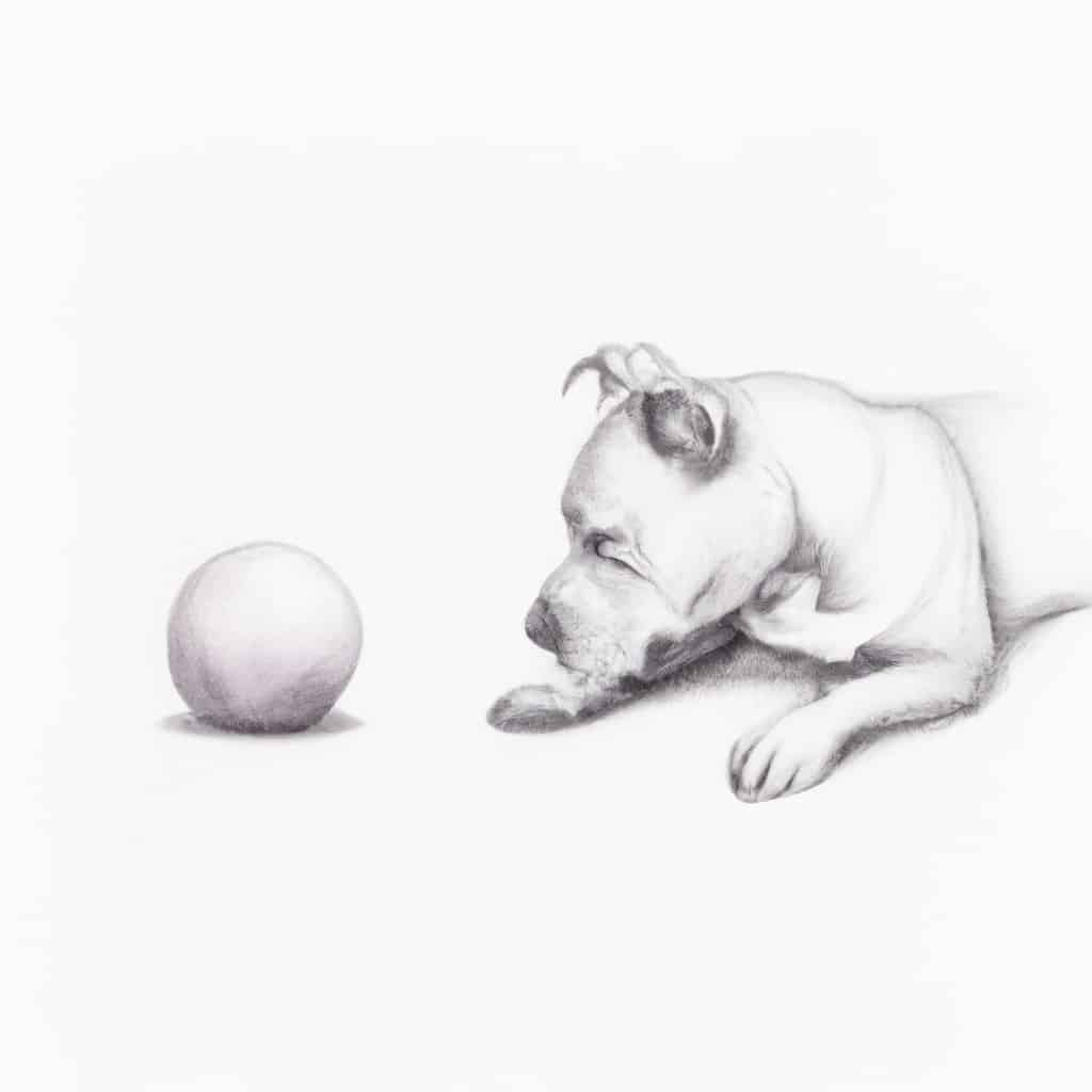 Dog examining a pink ball.