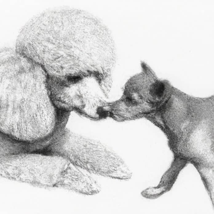 A poodle sniffing a puppy