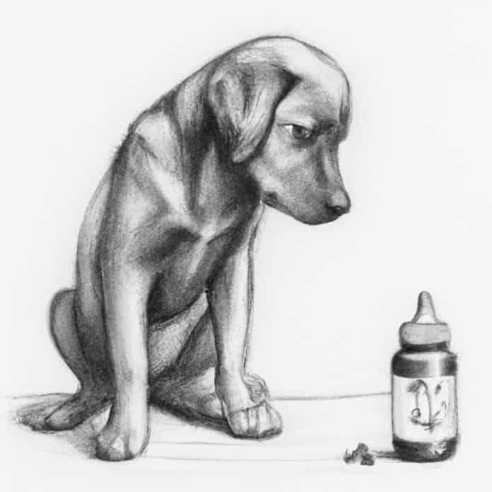A worried Labrador Retriever looking at a bottle of baby aspirin.