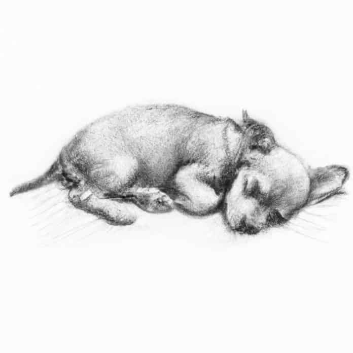 Chihuahua Terrier mix puppy peacefully sleeping.