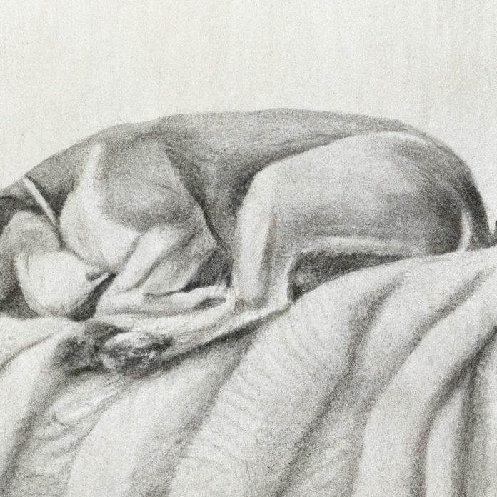 dog sleeping peacefully on a cozy blanket