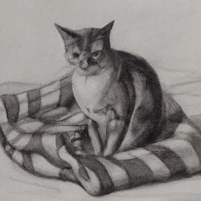 a concerned cat sitting on a cozy blanket.
