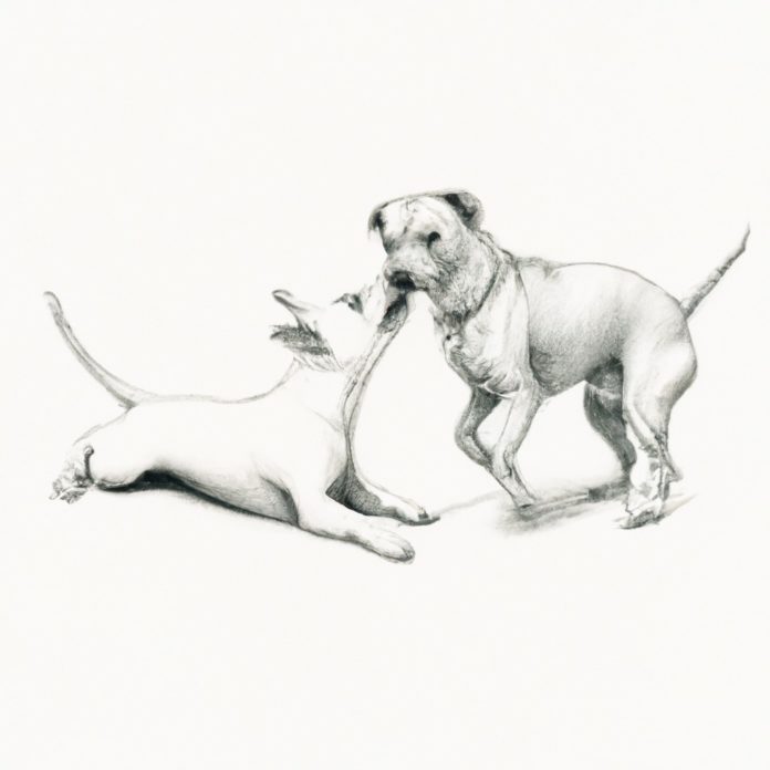 Jack Russell Terrier and Pitbull playfully interacting.