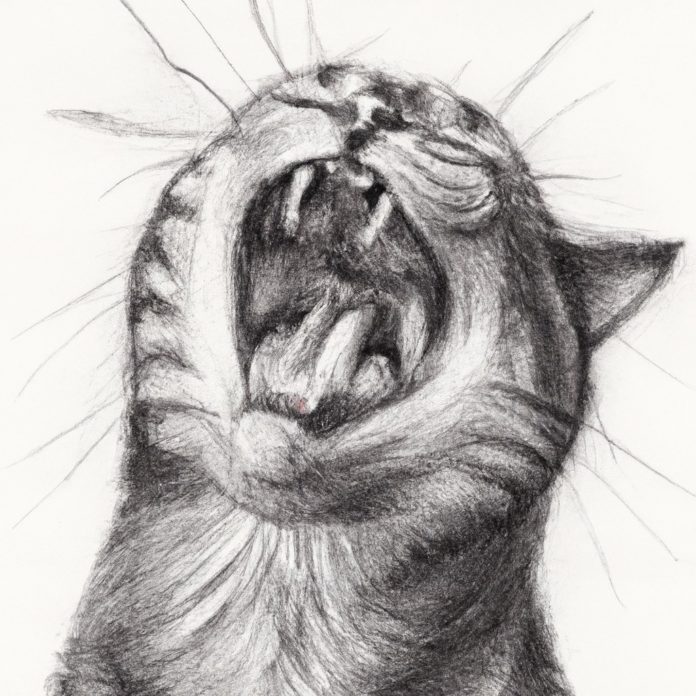 Cat meowing with a wide-open mouth.