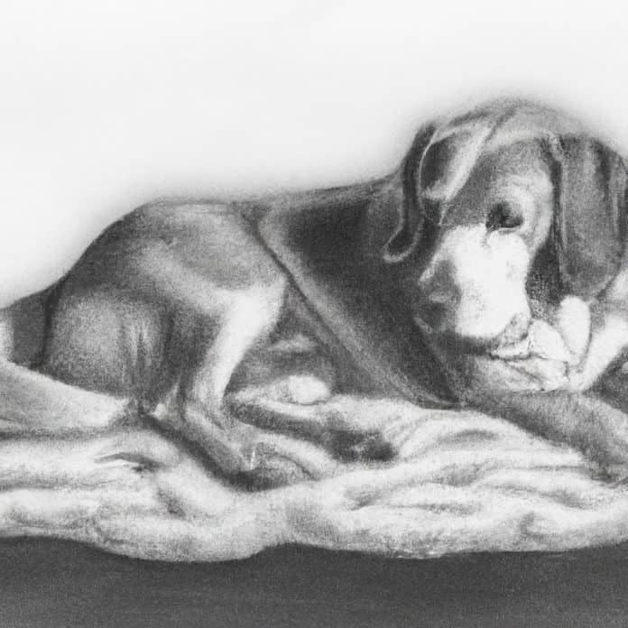 A dog lying down on a comfortable rug.