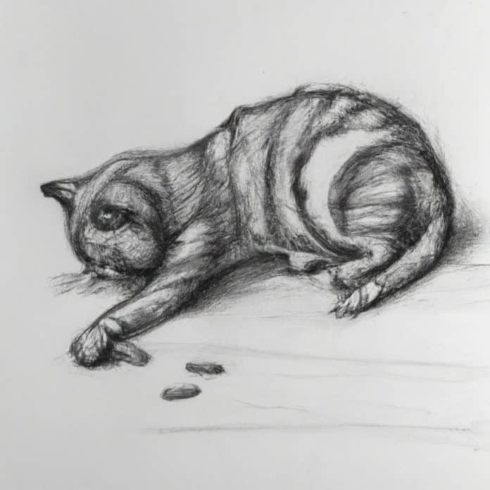 Cat examining a pill on the floor.