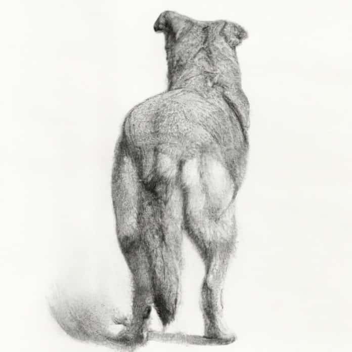 Dog displayed from behind.