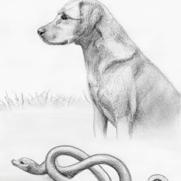 dog cautiously observing a snake from a distance
