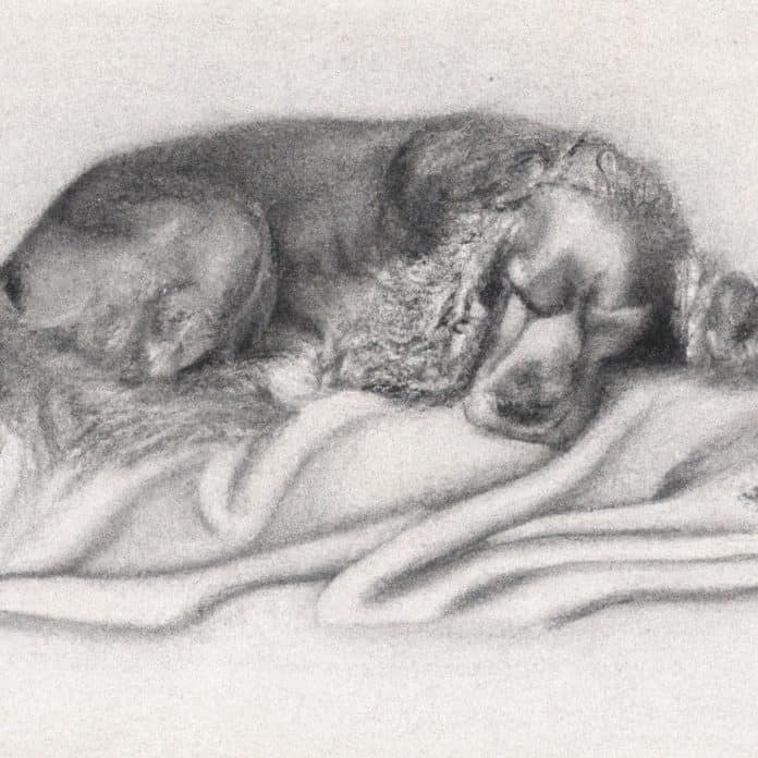 Cocker Spaniel resting comfortably on a soft blanket.