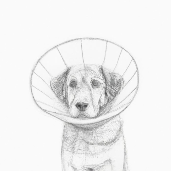 Dog wearing a protective cone after surgery.