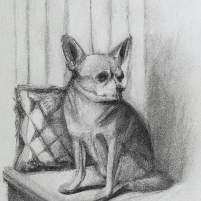 A worried Chihuahua sitting in a cozy corner.
