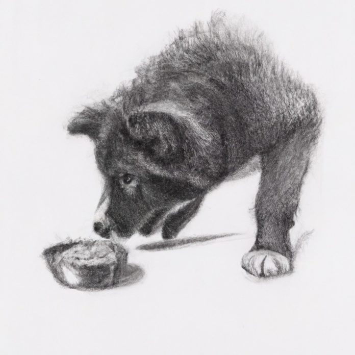 Large breed puppy enjoying ORIJEN food.