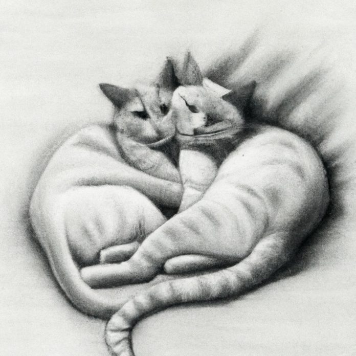 cat couple cuddling together