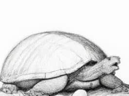 A curious turtle near its eggs.