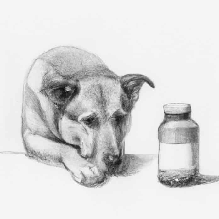 A worried dog looking at a medicine bottle.