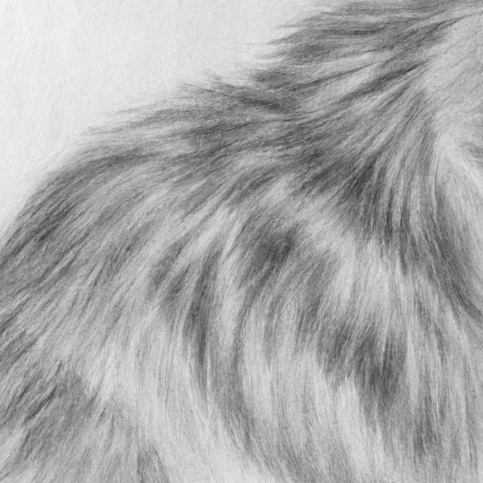 cat with a close-up of its fur