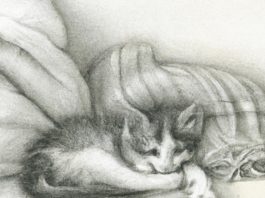 kitten comfortably resting in a cozy environment